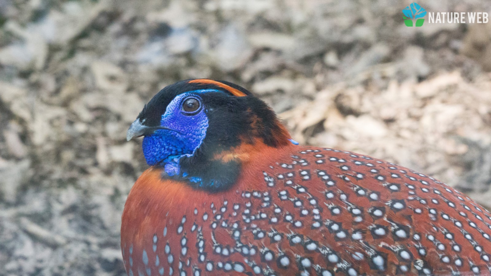 Upland Ground Birds